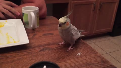 Cockatiel shakes and loses balance