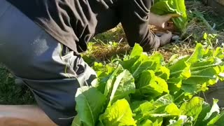 Harvest Romaine Lettuce