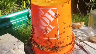 bees going wild at the feeder