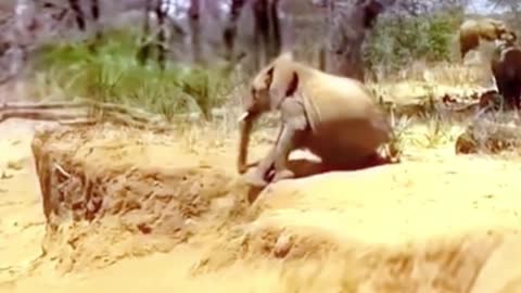 This is how the baby elephant went downhill