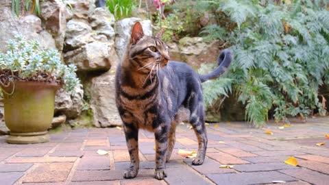 A pet Cat Standing On The Brick Floor Of A garden Focusing