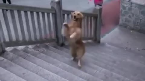 This dog walk upstairs on his two legs 🙄❤️| smart retriever