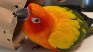 Parrot angrily kisses and rips his grocery bags