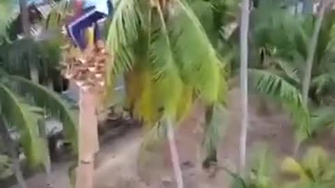 Best way to cut down a coconut tree.