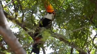 the beautiful song of the toucan