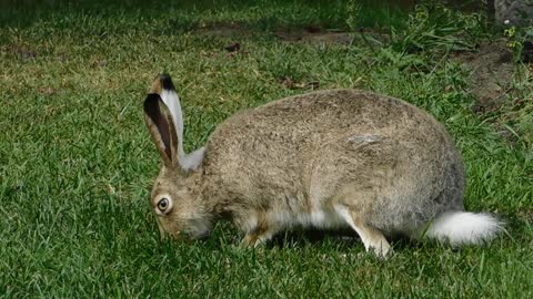 rabbit feeding on the grass