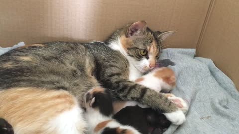 Mom cat biting her crying baby kitten