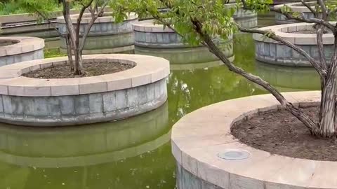 These trees are planted in water