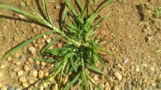 A Quick Look At Goosegrass.