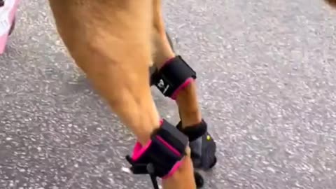 Nice idea | video | shorts | fyp | trending | dog