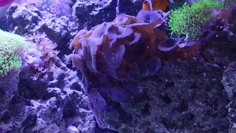 2 year old salt water tank