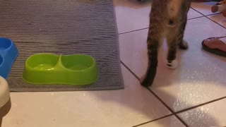 Cat Won't Let Owner Give Him Food