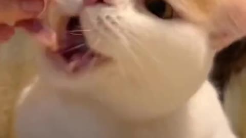 Cat eating ASMR