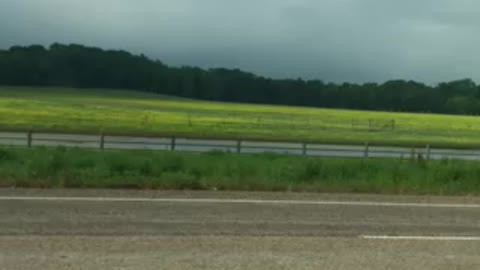 Traveling through east Texas beautiful flowers!