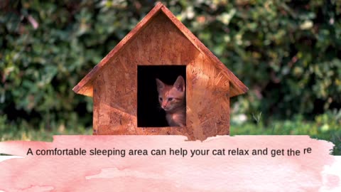 Care tips for cat
