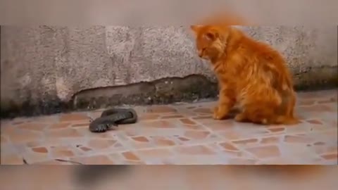 CAT VS SNAKES (CAT VS KING KOBRA)