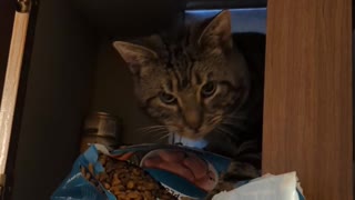 Cat Behind Child Locks Snacks on Food