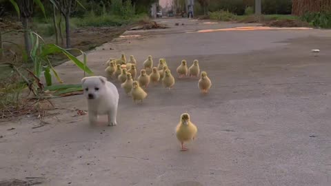 Cute puppy and ducklings | animals and pets | wild animals