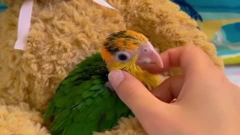 Smart And Funny Parrots Parrot Talking Videos Compilation