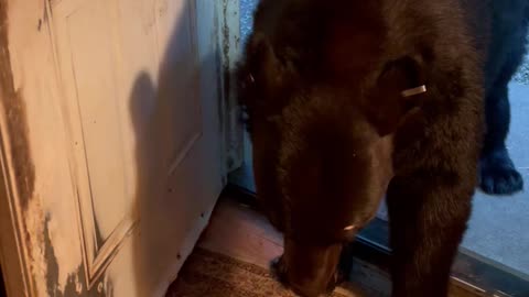 Black Bear Closing Door Likes to Fool Around