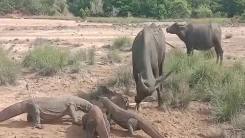 komodo attack baby bufalo alive