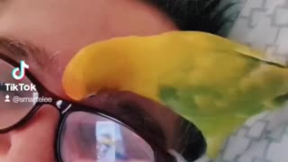 Lovebird Mango is so cute and loves my reading glasses