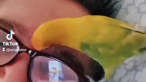 Lovebird Mango is so cute and loves my reading glasses