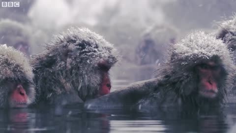 Slow Down With Snow Monkeys - Rest | Mindful Escapes | BBC Earth