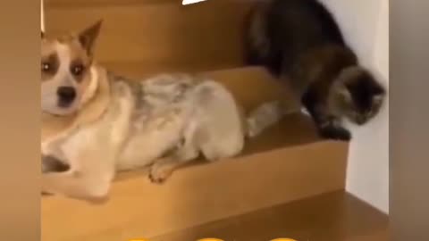 Funny dog an cat