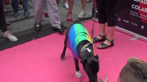 World Pride Madrid Spain 2017 The Dog show.