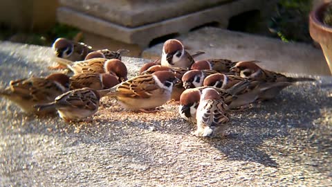 Sparrow Diet Collective Bird Animal Flock