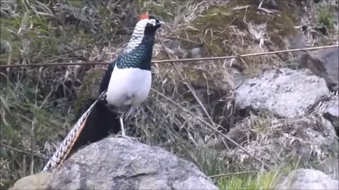 Beautiful Golden Pheasants and Wading Birds