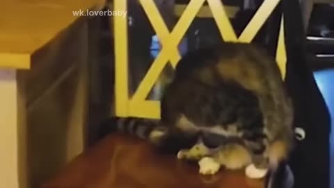 Funny video abut pranking cats🤣🤣🤣