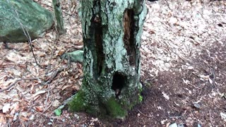 Tree Face