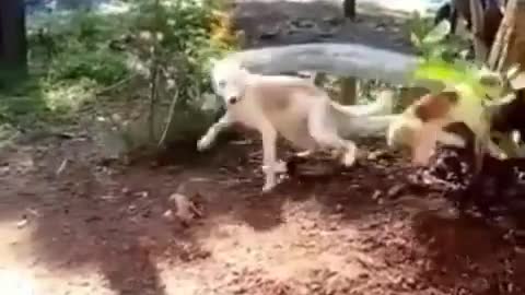 Amazing Dogs And Cat Fun Videos