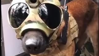 THESE MILITARY PUPS SO FREAKIN BAD A**