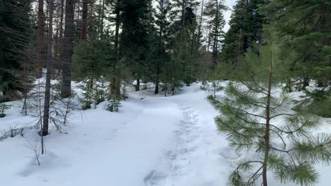 Pure White Snowy Forest – Ochoco National Forest – Bandit Springs Sno-Park – Central Oregon – 4K