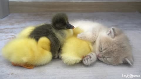 Kitten Mio and ducklings sleep sweetly together while mom cat is talking and feeding with others