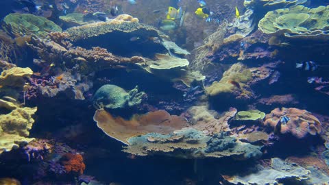 amazing underwater marine life