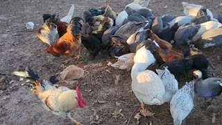 Feeding time on the farm. Autumn afternoon in Andalusia, Alabama.