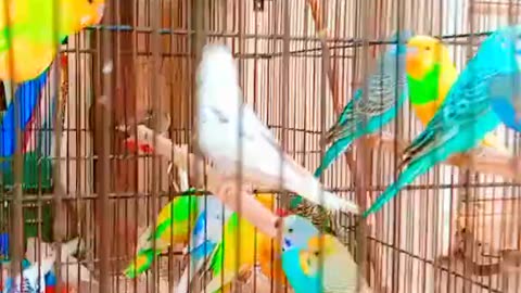 Animation video|animals video|birds video