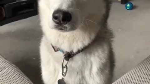 husky dog talking `i love you´😍😍😍