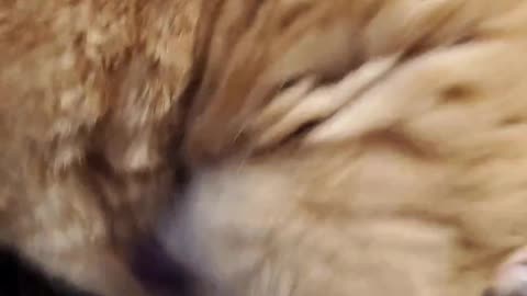 Cat Warbles When Groomed