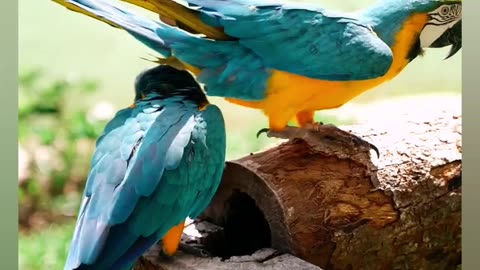 Parrots , love birds