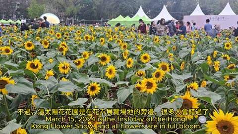 2024年香港花卉展覽的太陽花花園 Sun Flower Garden at Hong Kong Flower Show 2024