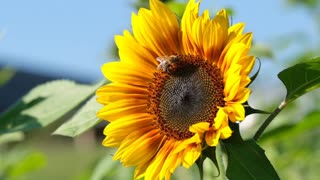 Serena Naturaleza: Un Viaje de Relajación y Concentración"