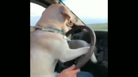 Thair us the dog drive a car funny moment