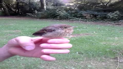 Bird baby calling her mom