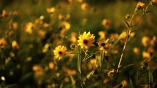 Relaxing Music and Insect Song/Música Relaxante e Canto dos Insetos
