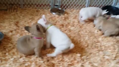 Bulldog puppies 🐶cute bulldog puppies video